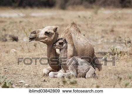 "Dromedary (Camelus dromedarius) with young, Dhofar, Oman, Asia" View Large Photo Image Stock Photo - "Dromedary (Camelus dromedarius) with young, Dhofar, Oman, Asia". Fotosearch