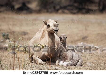 "Dromedary (Camelus dromedarius) with young, Dhofar, Oman, Asia" View Large Photo Image Stock Photography - "Dromedary (Camelus dromedarius) with young, Dhofar, Oman, Asia". Fotosearch