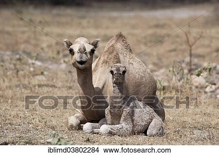 "Dromedary or Arabian Camel (Camelus dromedarius) with a calf, Dhofar, Oman, Asia" View Large Photo Image Picture - "Dromedary or Arabian Camel (Camelus dromedarius) with a calf, Dhofar, Oman, Asia". Fotosearch