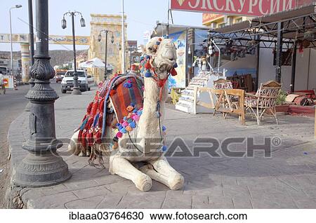 Stock Image - "Dromedary or Arabian Camel (Camelus dromedarius) sitting on the pavement, Old Market, Sharm El-Sheikh, Egypt, Africa". Fotosearch