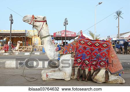 "Dromedary or Arabian Camel (Camelus dromedarius) sitting on the street, Old Market, Sharm El-Sheikh, Egypt, Africa" View Large Photo Image Stock Image - "Dromedary or Arabian Camel (Camelus dromedarius) sitting on the street, Old Market, Sharm El-Sheikh, Egypt, Africa". Fotosearch