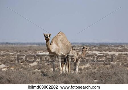 "Dromedary or Arabian Camel (Camelus dromedarius) with a calf, Dhofar, Oman, Asia" View Large Photo Image Stock Image - "Dromedary or Arabian Camel (Camelus dromedarius) with a calf, Dhofar, Oman, Asia". Fotosearch