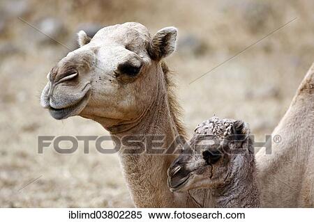 "Dromedary or Arabian Camel (Camelus dromedarius) with a calf, Dhofar, Oman, Asia" View Large Photo Image Stock Photography - "Dromedary or Arabian Camel (Camelus dromedarius) with a calf, Dhofar, Oman, Asia". Fotosearch