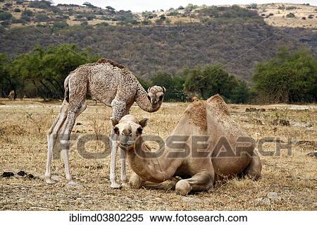 "Dromedary or Arabian Camel (Camelus dromedarius) with a calf, Dhofar, Oman, Asia" View Large Photo Image Stock Photography - "Dromedary or Arabian Camel (Camelus dromedarius) with a calf, Dhofar, Oman, Asia". Fotosearch