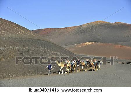 "Dromedary ride, on the edge of the Timanfaya National Park, Lanzarote, Canary Islands, Spain, Europe" View Large Photo Image Stock Photography - "Dromedary ride, on the edge of the Timanfaya National Park, Lanzarote, Canary Islands, Spain, Europe". Fotosearch
