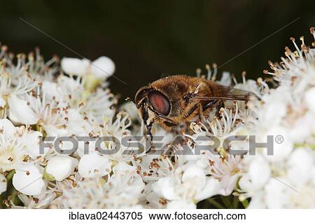 Drone fly (Eristalis tenax) on Pyracantha flowers View Large Photo Image Stock Photography - Drone fly (Eristalis tenax) on Pyracantha flowers. Fotosearch
