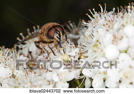 Stock Image - "Drone fly (Eristalis tenax), collecting nectar, with proboscis in view". Fotosearch