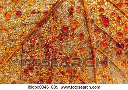 Stock Photography - "Droplets on the backside of a leaf, Austria, Europe". Fotosearch