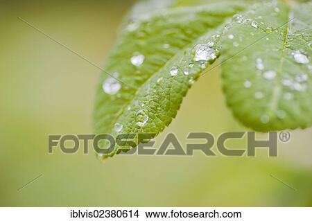 Drops of water on green leaf View Large Photo Image Picture - Drops of water on green leaf. Fotosearch
