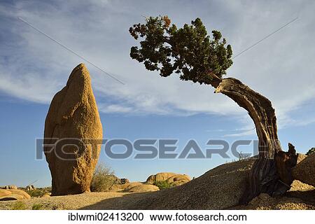 Druid Rock, a monzogranite rock formation, Utah Juniper (Juniperus osteosperma), Jumbo Rocks, Joshua Tree National Park, Mojave Desert, California, Southwest, United States of America, USA View Large Photo Image Stock Image - Druid Rock, a monzogranite rock formation, Utah Juniper (Juniperus osteosperma), Jumbo Rocks, Joshua Tree National Park, Mojave Desert, California, Southwest, United States of America, USA. Fotosearch