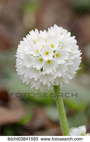 "Drumstick Primrose, Alba variety (Primula denticulata """"Alba""""), blossom, Germany, Europe" View Large Photo Image Stock Image - "Drumstick Primrose, Alba variety (Primula denticulata """"Alba""""), blossom, Germany, Europe". Fotosearch