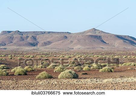 Stock Photography - "Dry open landscape with Damara Milk-bush or Melkbos (Euphorbia damarana) and hills, Palmwag, Kunene Region, Namibia, Africa". Fotosearch