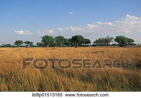 "Dry season in the Okavango Delta near Kwara Camp, Botswana, Africa" View Large Photo Image Stock Photography - "Dry season in the Okavango Delta near Kwara Camp, Botswana, Africa". Fotosearch