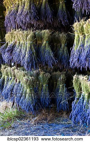 "Drying Lavender (Lavandula angustifolia), Vaucluse, Provence-Alpes-Cote d'Azur, Southern France, France, Europe, PublicGround, Europe" View Large Photo Image Stock Image - "Drying Lavender (Lavandula angustifolia), Vaucluse, Provence-Alpes-Cote d'Azur, Southern France, France, Europe, PublicGround, Europe". Fotosearch
