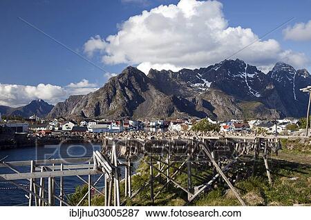 "Drying racks with dried cod, a fishing village at the back, Henningsvaer, Henningsvaer, Heimoya, Heimoya, Lofoten, Nordland, Northern Norway, Norway, Europe" View Large Photo Image Stock Photo - "Drying racks with dried cod, a fishing village at the back, Henningsvaer, Henningsvaer, Heimoya, Heimoya, Lofoten, Nordland, Northern Norway, Norway, Europe". Fotosearch