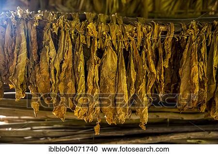 "Drying tobacco leaves in a tobacco barn, tobacco farm, Vinales Valley, Vinales, Pinar del Rio Province, Cuba, North America" View Large Photo Image Stock Image - "Drying tobacco leaves in a tobacco barn, tobacco farm, Vinales Valley, Vinales, Pinar del Rio Province, Cuba, North America". Fotosearch