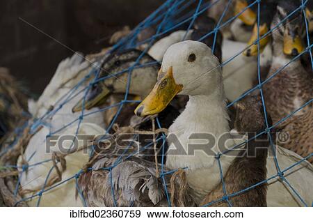 Stock Photo - "Duck looking out of net, for sale at the chicken market in Kolkata, India, Asia". Fotosearch