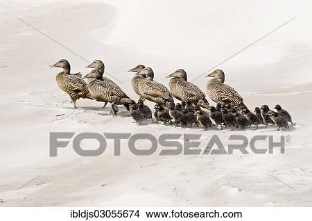 Picture - "Ducks on the beach, Sylt, Schleswig-Holstein, Germany, Europe". Fotosearch