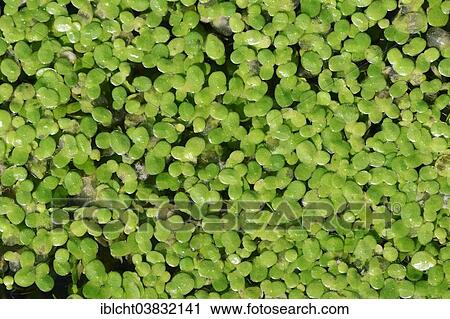 Stock Image - "Duckweed (Lemna minor), North Rhine-Westphalia, Germany, Europe". Fotosearch