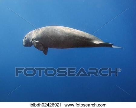 "Dugong (Dugong dugong), Mangrove Bay, Red Sea, Egypt, Africa" View Large Photo Image Stock Image - "Dugong (Dugong dugong), Mangrove Bay, Red Sea, Egypt, Africa". Fotosearch