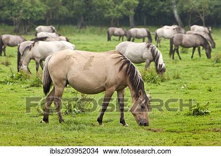 "Dulmen ponies, Dulmen, Munsterland, North Rhine-Westphalia, Germany, Europe" View Large Photo Image Picture - "Dulmen ponies, Dulmen, Munsterland, North Rhine-Westphalia, Germany, Europe". Fotosearch