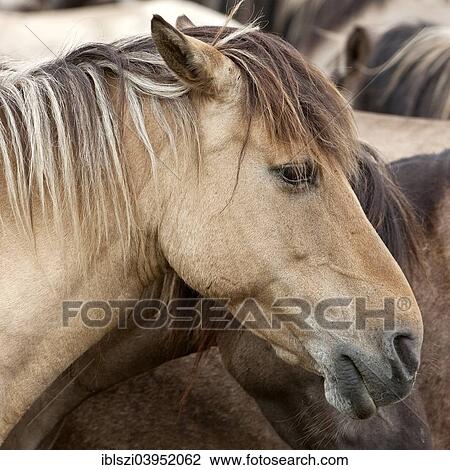 "Dulmen pony, Dulmen, Munsterland, North Rhine-Westphalia, Germany, Europe" View Large Photo Image Stock Image - "Dulmen pony, Dulmen, Munsterland, North Rhine-Westphalia, Germany, Europe". Fotosearch