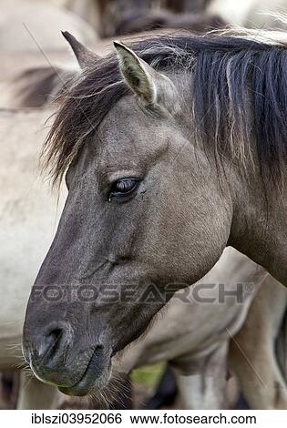 "Dulmen pony, Dulmen, Munsterland, North Rhine-Westphalia, Germany, Europe" View Large Photo Image Stock Photograph - "Dulmen pony, Dulmen, Munsterland, North Rhine-Westphalia, Germany, Europe". Fotosearch