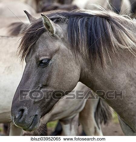 "Dulmen pony, Dulmen, Munsterland, North Rhine-Westphalia, Germany, Europe" View Large Photo Image Stock Photography - "Dulmen pony, Dulmen, Munsterland, North Rhine-Westphalia, Germany, Europe". Fotosearch