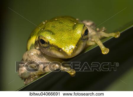 "Dumeril's Bright-eyed Frog (Boophis tephraeomystax), Sambava, northeast Madagascar, Madagascar, Africa" View Large Photo Image Stock Image - "Dumeril's Bright-eyed Frog (Boophis tephraeomystax), Sambava, northeast Madagascar, Madagascar, Africa". Fotosearch