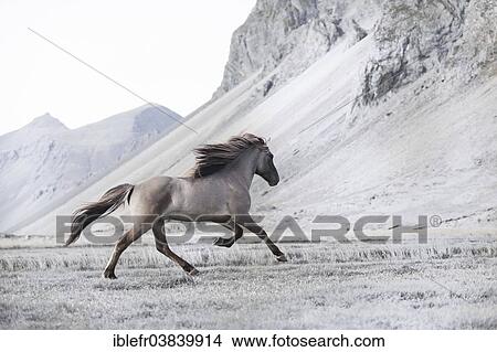 "Dun-coloured stallion galloping across a meadow, Horn, Hofn i Hornafiroi, Hornafjorour, Iceland, Europe" View Large Photo Image Picture - "Dun-coloured stallion galloping across a meadow, Horn, Hofn i Hornafiroi, Hornafjorour, Iceland, Europe". Fotosearch