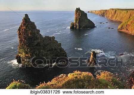 "Duncansby Stacks pinnacles in the morning light, John o'Groats, Caithness, Sutherland and Easter Ross, Highlands, Scotland, United Kingdom, Europe" View Large Photo Image Stock Photograph - "Duncansby Stacks pinnacles in the morning light, John o'Groats, Caithness, Sutherland and Easter Ross, Highlands, Scotland, United Kingdom, Europe". Fotosearch