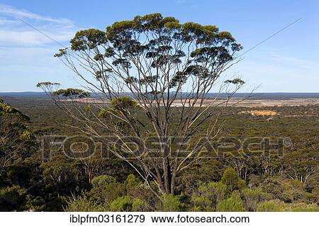 "Dundas Blackbutt tree (Eucalyptus dundasii), Norseman, Western Australia, Australia, Oceania" View Large Photo Image Stock Photo - "Dundas Blackbutt tree (Eucalyptus dundasii), Norseman, Western Australia, Australia, Oceania". Fotosearch
