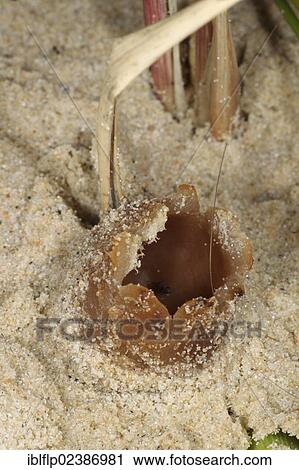 "Dune Cup (Peziza ammophila), fruiting body, Studland, Isle of Purbeck, Dorset, England, United Kingdom, Europe" View Large Photo Image Stock Image - "Dune Cup (Peziza ammophila), fruiting body, Studland, Isle of Purbeck, Dorset, England, United Kingdom, Europe". Fotosearch