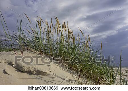 "Dune grass, Verbelnieki, Nica, Latvia, Europe" View Large Photo Image Stock Photo - "Dune grass, Verbelnieki, Nica, Latvia, Europe". Fotosearch