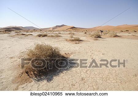 "Dune landscape at Sossusvlei, Sossusvlei, Namib Desert, Namib Naukluft Park, Namibia, Africa" View Large Photo Image Stock Photography - "Dune landscape at Sossusvlei, Sossusvlei, Namib Desert, Namib Naukluft Park, Namibia, Africa". Fotosearch