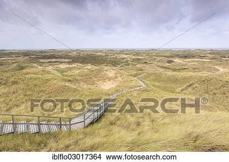 Picture - "Dune landscape, Insel Amrum, Schleswig-Holstein, Germany, Europe". Fotosearch