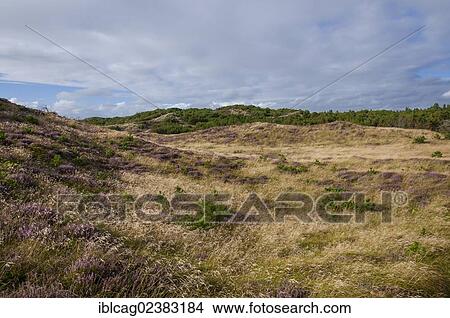 Picture - "Dune landscape with Heather (Calluna vulgaris), West Jutland, Denmark, Europe". Fotosearch