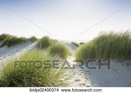 "Dunes, Amrum, North Frisian Islands, Schleswig-Holstein, Germany, Europe" View Large Photo Image Picture - "Dunes, Amrum, North Frisian Islands, Schleswig-Holstein, Germany, Europe". Fotosearch