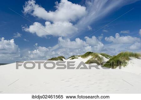 Stock Photography - "Dunes, Amrum, North Frisian Islands, Schleswig-Holstein, Germany, Europe". Fotosearch