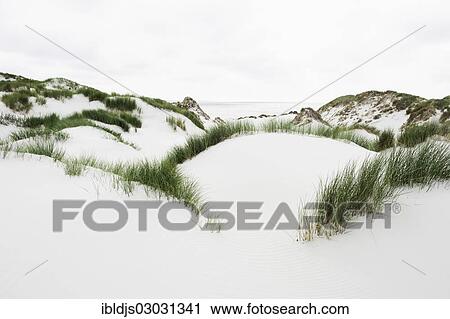 "Dunes and a white sandy beach, Kniepsand, Amrum, Amrum, North Frisian Islands, Schleswig-Holstein, Germany, Europe" View Large Photo Image Stock Image - "Dunes and a white sandy beach, Kniepsand, Amrum, Amrum, North Frisian Islands, Schleswig-Holstein, Germany, Europe". Fotosearch
