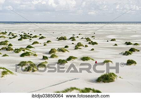 "Dunes and beach, Kniepsand, near Wittdun, Amrum, North Frisian Islands, Schleswig-Holstein, Germany, Europe" View Large Photo Image Picture - "Dunes and beach, Kniepsand, near Wittdun, Amrum, North Frisian Islands, Schleswig-Holstein, Germany, Europe". Fotosearch