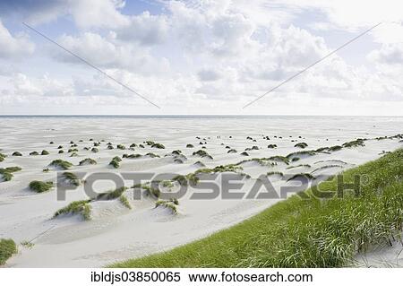 "Dunes and beach, Kniepsand, near Wittdun, Amrum, North Frisian Islands, Schleswig-Holstein, Germany, Europe" View Large Photo Image Stock Photography - "Dunes and beach, Kniepsand, near Wittdun, Amrum, North Frisian Islands, Schleswig-Holstein, Germany, Europe". Fotosearch