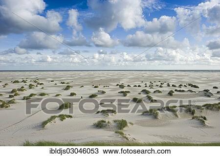 "Dunes and beach, Wyk, Amrum, Amrum, North Frisian Islands, Schleswig-Holstein, Germany, Europe" View Large Photo Image Stock Image - "Dunes and beach, Wyk, Amrum, Amrum, North Frisian Islands, Schleswig-Holstein, Germany, Europe". Fotosearch