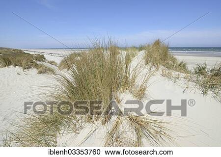 "Dunes at a beach, Juist, East Frisian Islands, East Frisia, Lower Saxony, Germany, Europe" View Large Photo Image Stock Image - "Dunes at a beach, Juist, East Frisian Islands, East Frisia, Lower Saxony, Germany, Europe". Fotosearch