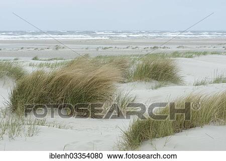 "Dunes at a beach, Juist, East Frisian Islands, East Frisia, Lower Saxony, Germany, Europe" View Large Photo Image Stock Image - "Dunes at a beach, Juist, East Frisian Islands, East Frisia, Lower Saxony, Germany, Europe". Fotosearch