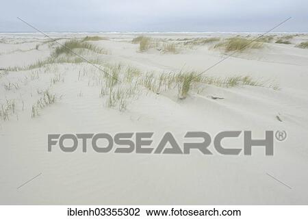 "Dunes at a beach, Juist, East Frisian Islands, East Frisia, Lower Saxony, Germany, Europe" View Large Photo Image Stock Image - "Dunes at a beach, Juist, East Frisian Islands, East Frisia, Lower Saxony, Germany, Europe". Fotosearch