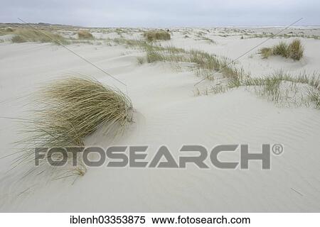 "Dunes at a beach, Juist, East Frisian Islands, East Frisia, Lower Saxony, Germany, Europe" View Large Photo Image Stock Photography - "Dunes at a beach, Juist, East Frisian Islands, East Frisia, Lower Saxony, Germany, Europe". Fotosearch