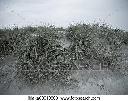 "Dunes, beach, Norddeich, Norden, East Frisia, Lower Saxony, Germany, Europe" View Large Photo Image Stock Photo - "Dunes, beach, Norddeich, Norden, East Frisia, Lower Saxony, Germany, Europe". Fotosearch