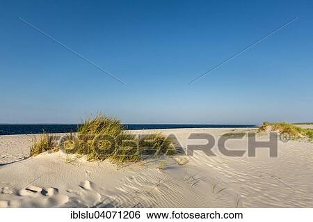 Stock Photograph - "Dunes by the sea, Ellenbogen, Sylt, North Frisia, Schleswig-Holstein, Germany, Europe". Fotosearch