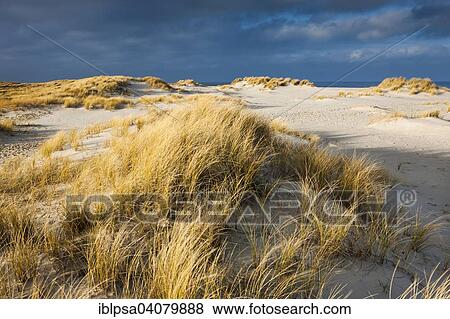 "Dunes, Ellenbogen, Sylt, North Frisia, Schleswig-Holstein, Germany, Europe" View Large Photo Image Stock Photo - "Dunes, Ellenbogen, Sylt, North Frisia, Schleswig-Holstein, Germany, Europe". Fotosearch